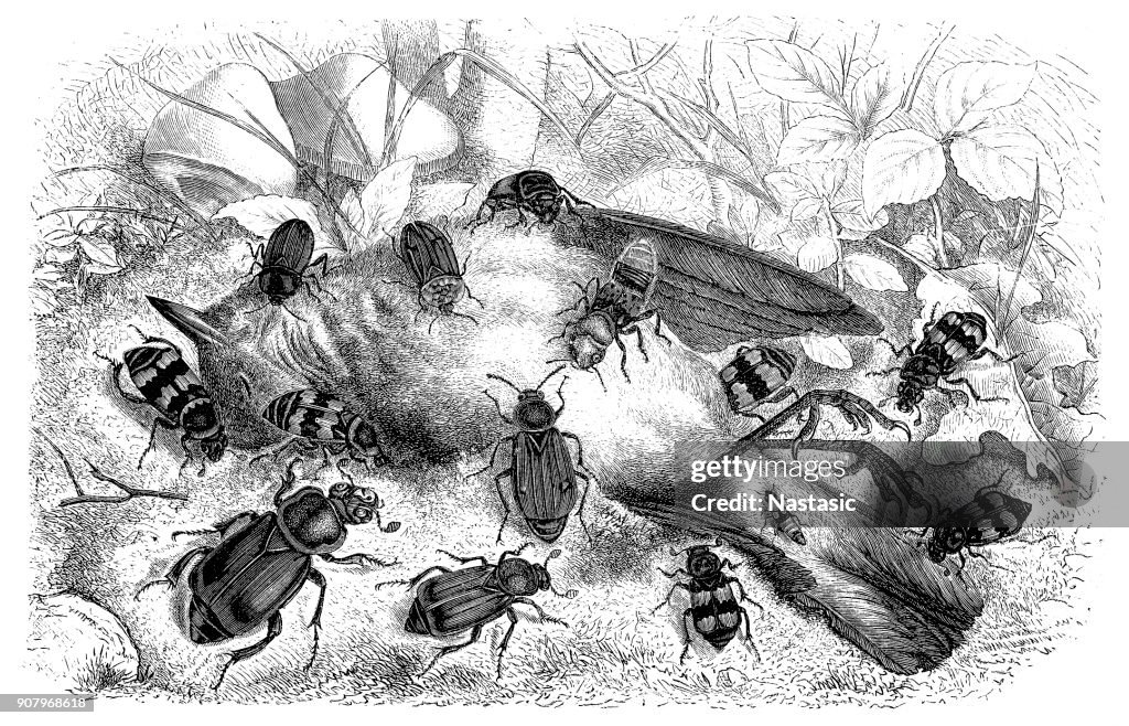 Rove and burying beetles eating dead bird ,Necrophorus vespillo,Nicrophorus germanicus,N. humator,Necrodes littoralis,Oxyporus rufus,Staphylinus hirtus,Silpha thoracica,Silpha atrata