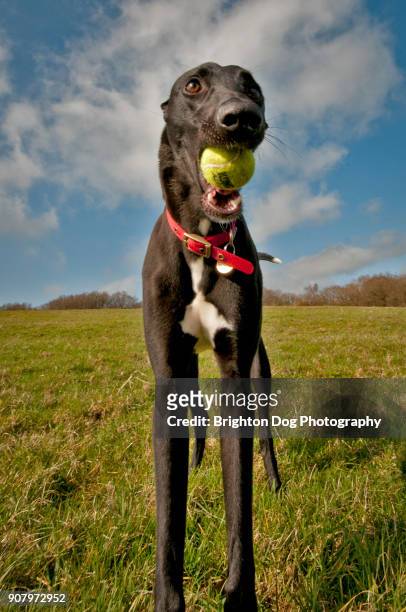 a tall, slim dog standing holding a ball - lurcher fotografías e imágenes de stock