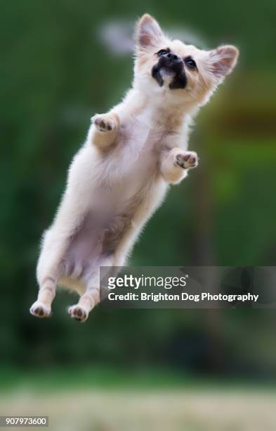 a chihuahua jumping in mid air - toy dog fotografías e imágenes de stock