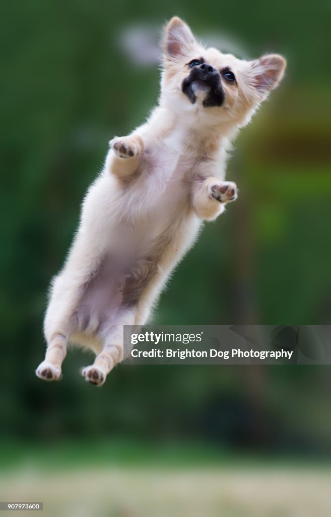 A Chihuahua jumping in mid air