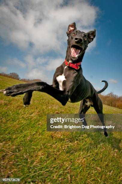 a dog running towards the camera - lurcher stockfoto's en -beelden