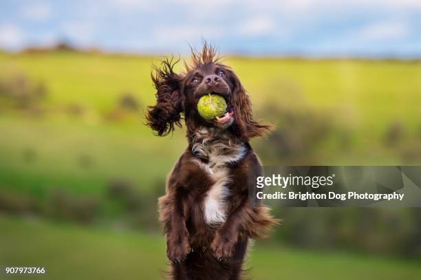 a spaniel running with a ball - perro de aguas fotografías e imágenes de stock