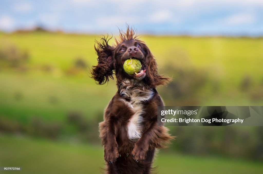 A spaniel running with a ball