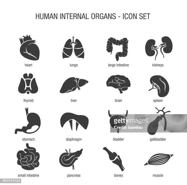 illustrazioni stock, clip art, cartoni animati e icone di tendenza di set di icone organi interni umani - intestino crasso umano