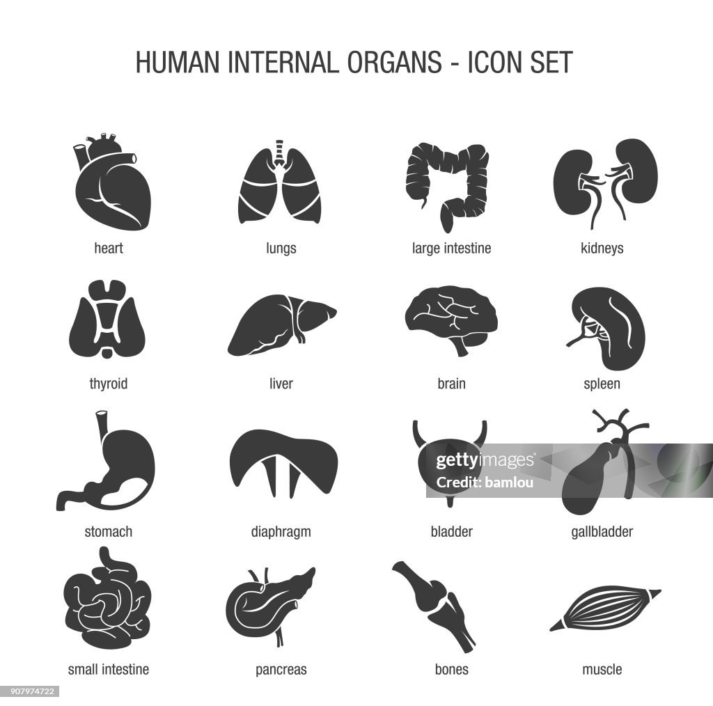 Human Internal Organs Icon Set