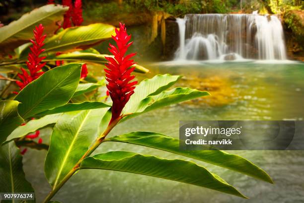 jamaica ys falls - jamaican stock pictures, royalty-free photos & images