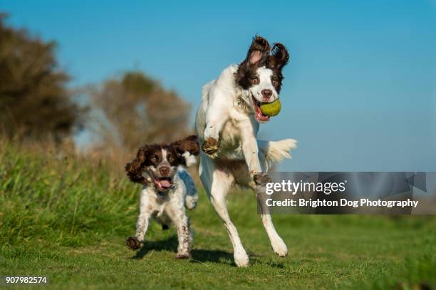 two playful spaniels running and jumping - springer spaniel stock-fotos und bilder