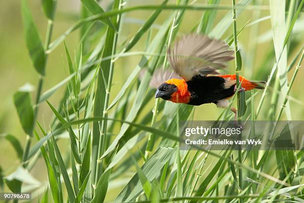 red bishop (euplectes orix) taking flight off long piece of grass, pilanesberg game reserve, north w - euplectes orix stock pictures, royalty-free photos & images