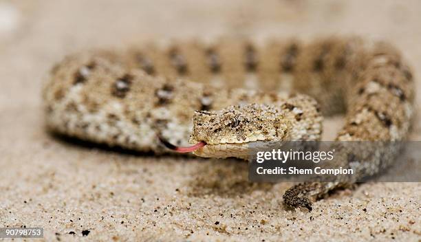 endemic burrowing adder portrait, namaqualand dunes, northern cape, south africa - língua de mentiroso imagens e fotografias de stock