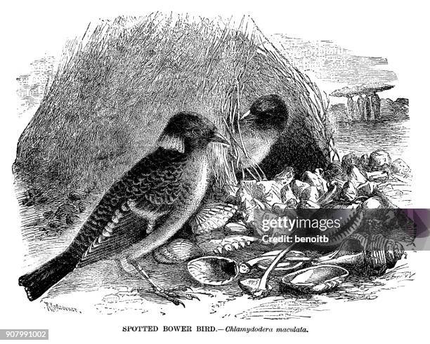 spotted bowerbird - bowerbird nest stock illustrations