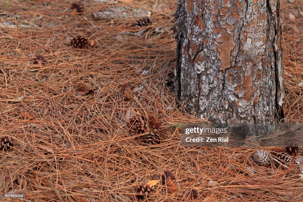 Slash pine tree trunk (Pinus elliottii) pine cones and dry pine needles on the ground