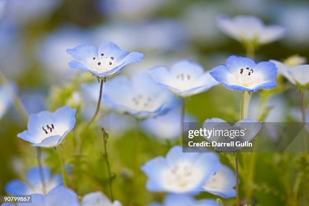 selective focus on blue eyes - baby blue eyes stock pictures, royalty-free photos & images