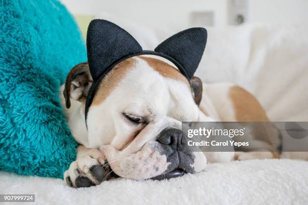 asleep dog with  cat headband - camouflaged cat ストックフォトと画像