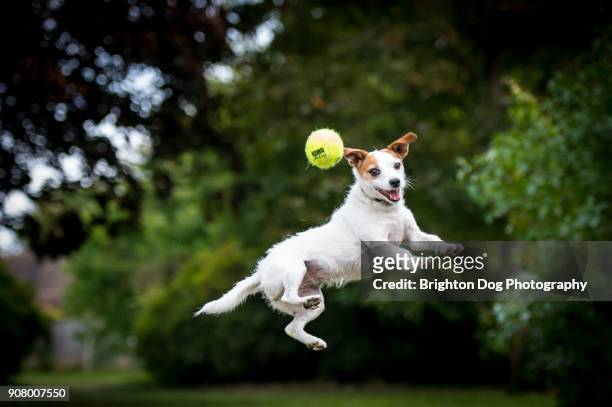 a jack russell jumping after a ball - terrier jack russell foto e immagini stock