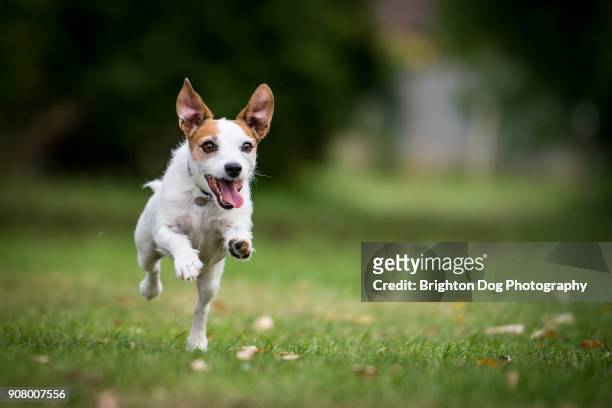 a jack russell running in a park - terrier jack russell foto e immagini stock