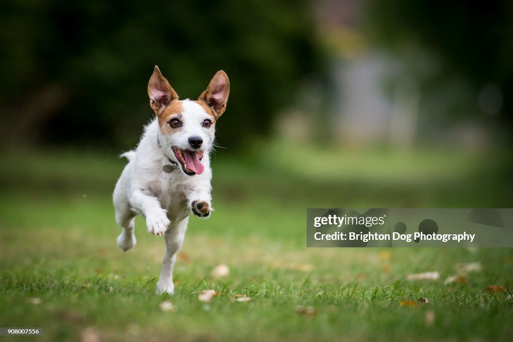 A Jack Russell running in a park