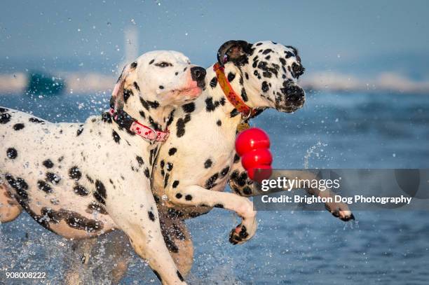 two dalmatian dogs playing at the beach - dalmatian dog stock pictures, royalty-free photos & images