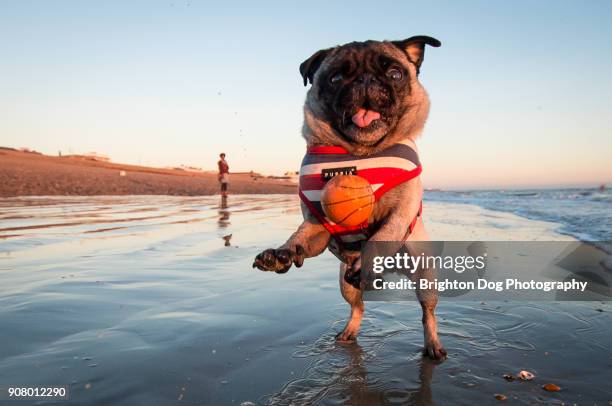 a jumping pug at the beach - möpse stock-fotos und bilder