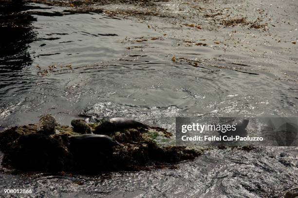 seal at point lobos, california, usa - reserva animal estatal imagens e fotografias de stock
