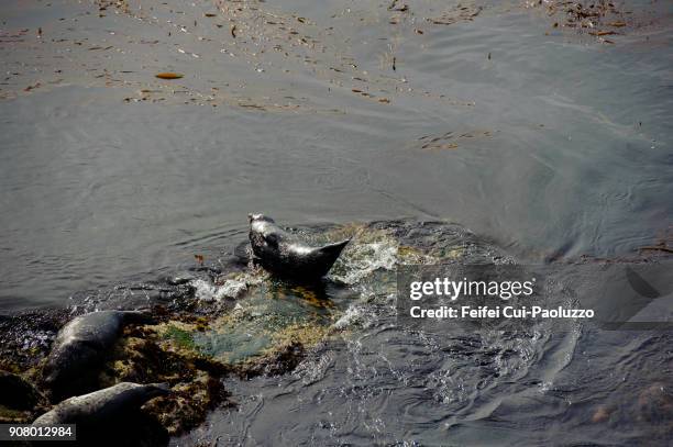 seal at point lobos, california, usa - reserva animal estatal imagens e fotografias de stock