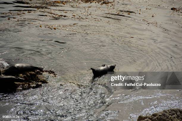 seal at point lobos, california, usa - reserva animal estatal imagens e fotografias de stock