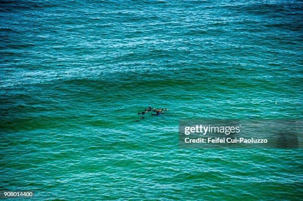 large group of seals in the pacific ocean - freshness seal stock pictures, royalty-free photos & images