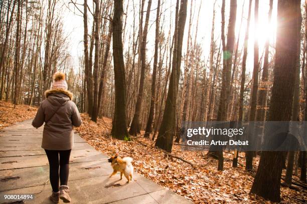 woman with winter outfit walking the dog in a nice footpath between tall trees and sunlight warming up the scene. - perro faldero fotografías e imágenes de stock