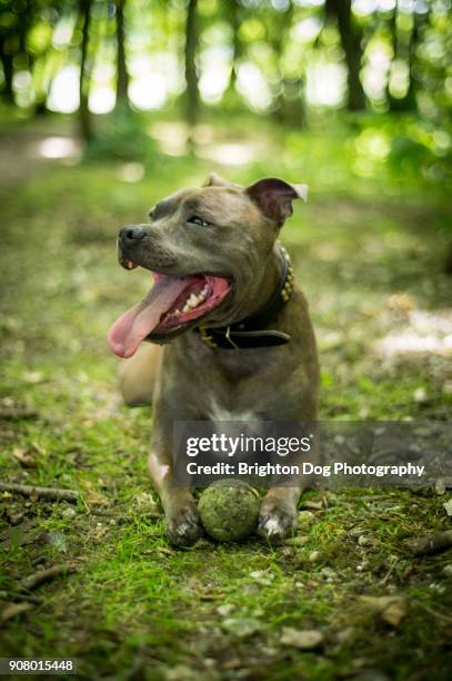 a staffordshire bull terrier lies with a ball - staffordshire bull terrier bildbanksfoton och bilder