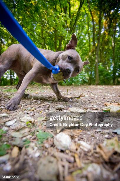 a staffordshire bull terrier playing tug - staffordshire bull terrier bildbanksfoton och bilder