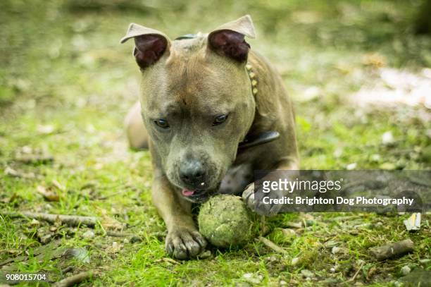 a staffordshire bull terrier paling with a tennis ball - staffordshire bull terrier bildbanksfoton och bilder
