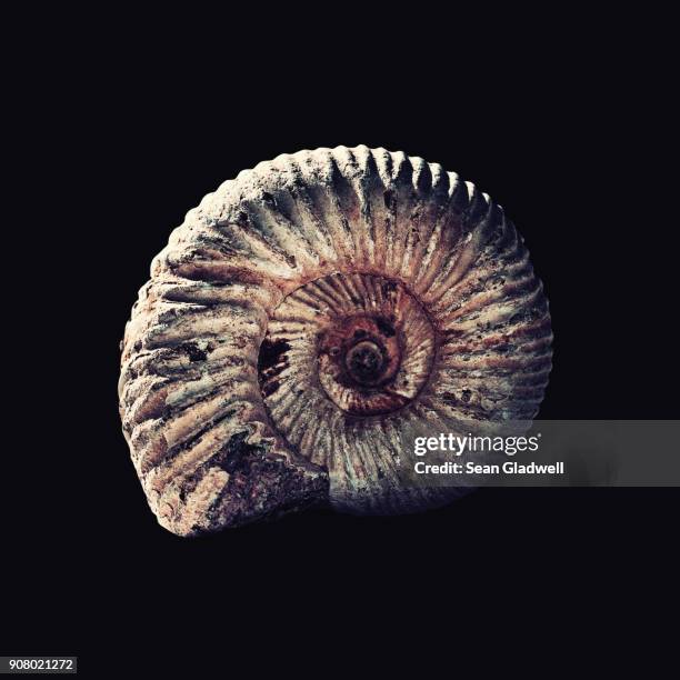 ammonite fossil - ammonite stock pictures, royalty-free photos & images