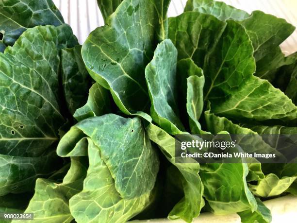 collards greens - couve imagens e fotografias de stock