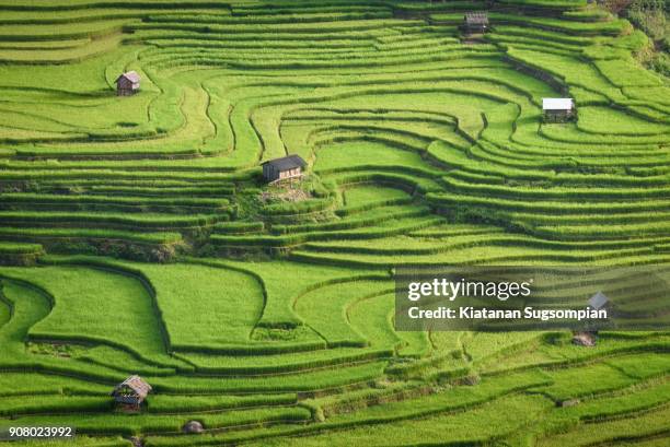 natural network - un food and agriculture organization 個照片及圖片檔