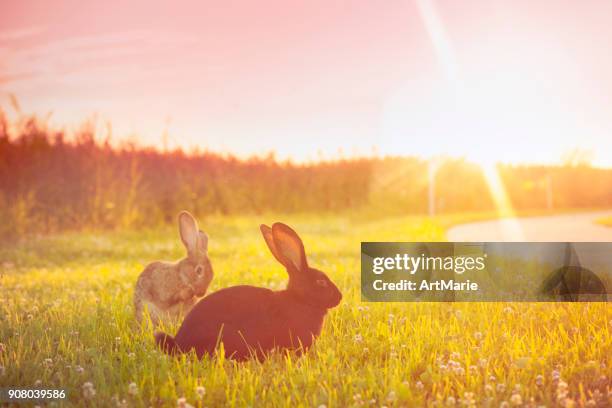 cute rabbit with big ears outdoors in sunset - cute easter bunny stock pictures, royalty-free photos & images