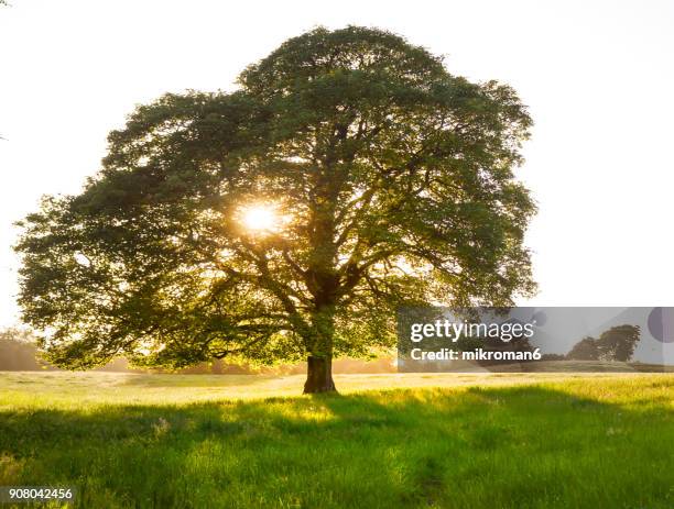 One Tree One Tree Photos and Premium High Res Pictures - Getty Images