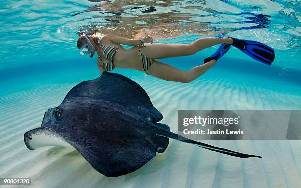 woman snorkeling with a southern stingray - stingray fotografías e imágenes de stock