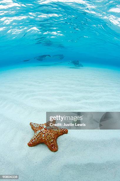 starfish and southern stingray at stingray city - starfish stock pictures, royalty-free photos & images