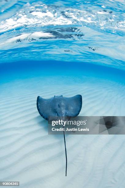 southern sting ray at stingray city grand cayman - dasiatide foto e immagini stock