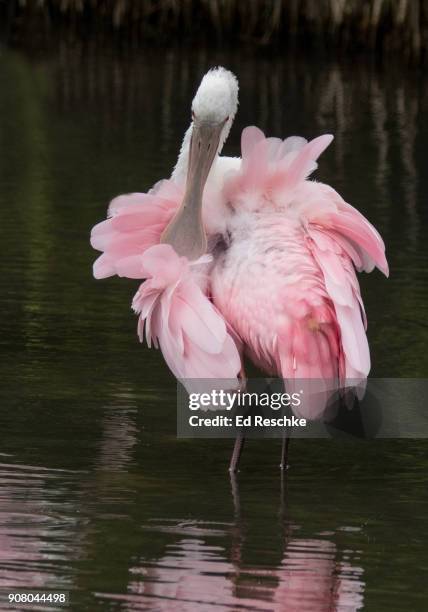 roseate spoonbill (ajaia ajaja) preening. - platalea ajaja stock pictures, royalty-free photos & images