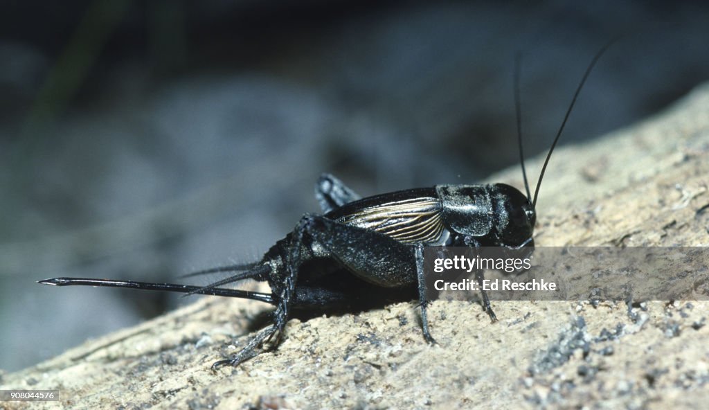 FIELD CRICKET (Gryllus pennsylvanicus) Female with a long OVIPOSITOR for laying eggs deep into the soil.