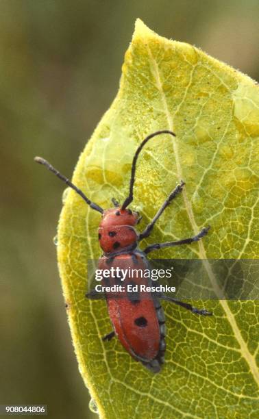 warning coloration--long-horned red milkweed beetle (tetropes tetrophthalmus) feeding on common milkweed. - warning coloration stockfoto's en -beelden