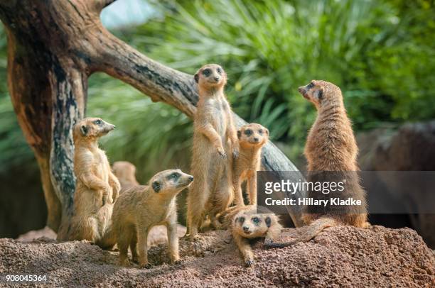 curious meerkat family - erdmännchen stock-fotos und bilder