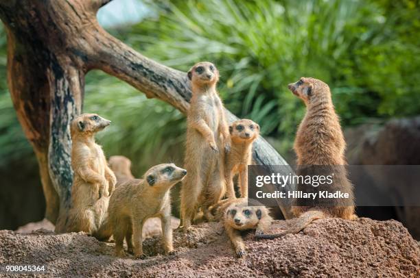 curious meerkat family - suricate photos et images de collection