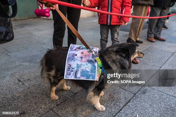 Dog with a poster in defense of all the animals on it's back. Organized by Animal Naturalist, an organization for the defense of all animals, a group...