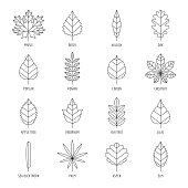 Leaves types with names outline vector icon set.