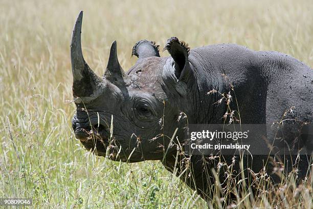 rinoceronte nero - est foto e immagini stock