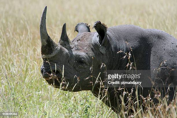 black rhino - east stock pictures, royalty-free photos & images