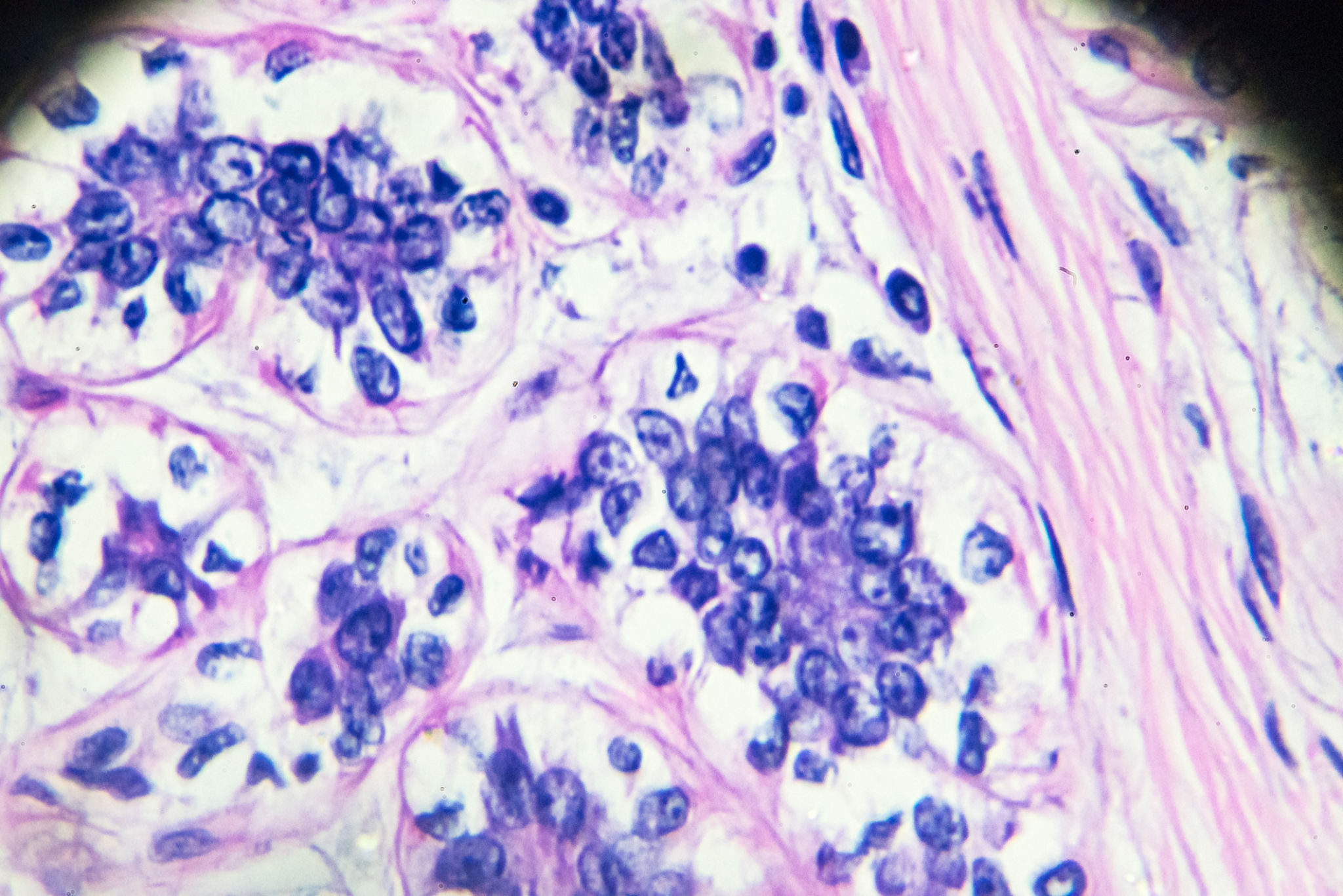 cells under microscope