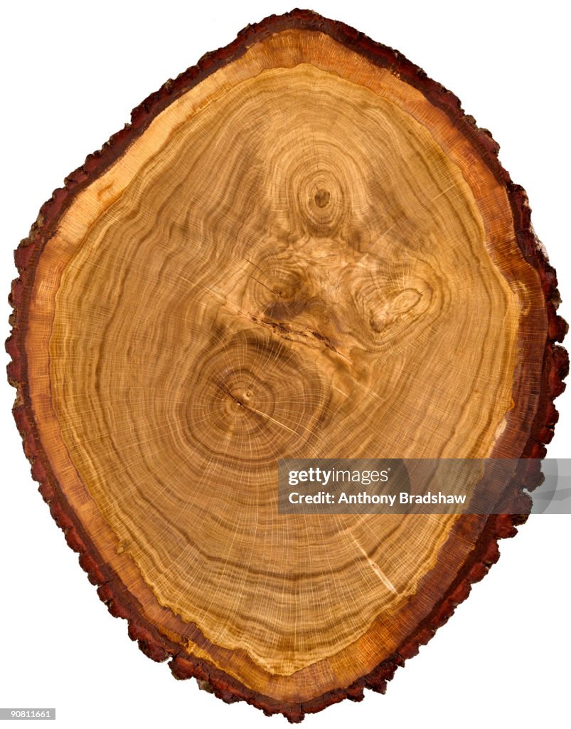 Cross section through a heavily figured oak tree