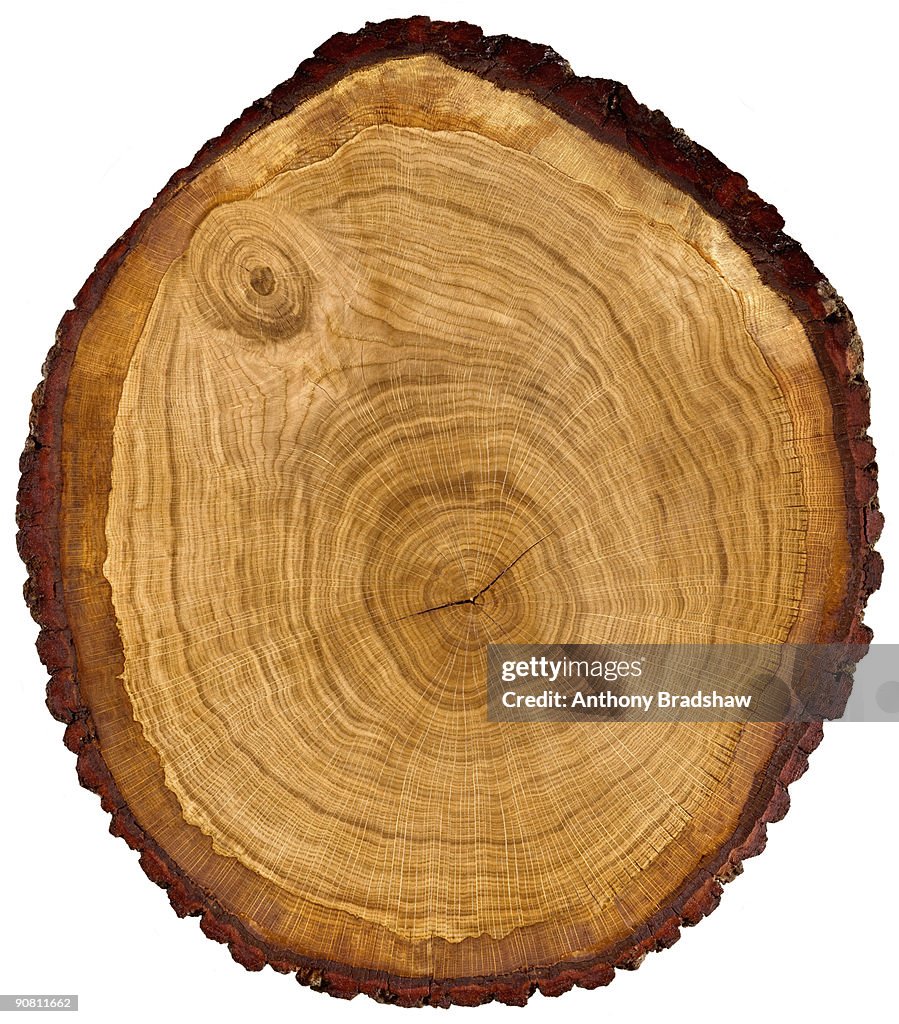 Slice through a figured oak tree